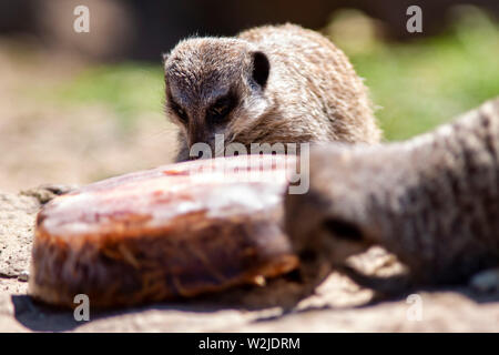 Meerkat a Manor House Wildlfie Park, Pembrokeshire, Galles. Foto Stock