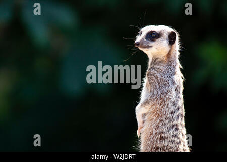 Meerkat a Manor House Wildlfie Park, Pembrokeshire, Galles. Foto Stock