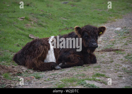 Giovani belted galloway vitello che stabilisce e il riposo. Foto Stock