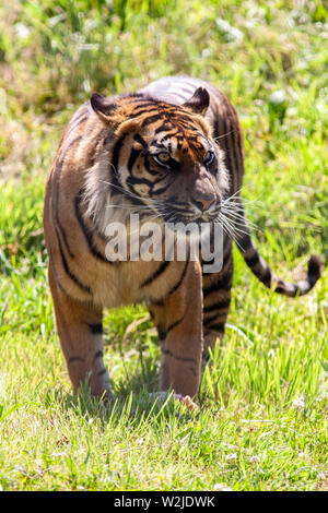 Le tigri di Sumatra a Manor House Wildlfie Park, Pembrokeshire, Galles. Foto Stock