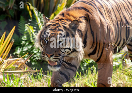 Le tigri di Sumatra a Manor House Wildlfie Park, Pembrokeshire, Galles. Foto Stock