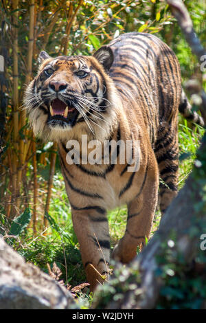 Le tigri di Sumatra a Manor House Wildlfie Park, Pembrokeshire, Galles. Foto Stock