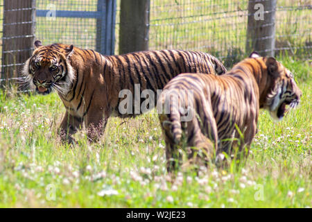 Le tigri di Sumatra a Manor House Wildlfie Park, Pembrokeshire, Galles. Foto Stock