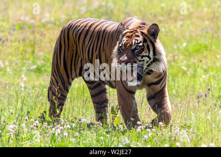 Le tigri di Sumatra a Manor House Wildlfie Park, Pembrokeshire, Galles. Foto Stock