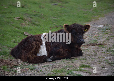 Appoggio belted galloway vitello che stabilisce in Inghilterra. Foto Stock
