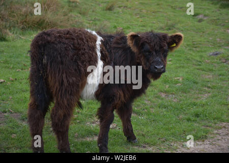 Umido permanente giovani belted galloway vitello sulla brughiera in Inghilterra. Foto Stock