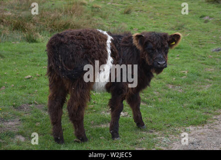 Belted galloway calf vagare sulla brughiera dello Yorkshire. Foto Stock