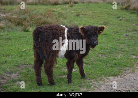 Adorabili giovani belted galloway calf girovagando su mori in Inghilterra. Foto Stock