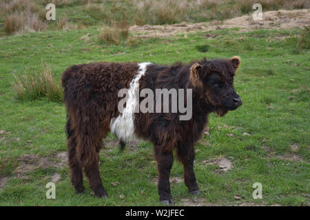 Il profilo laterale di una giovane belted galloway vitello sulla brughiera in Inghilterra. Foto Stock