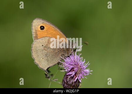 Prato farfalla marrone (maschio) Foto Stock