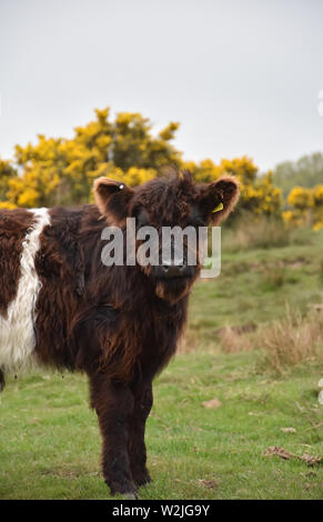 Bella umida belted galloway calf on Grassy brughiera. Foto Stock