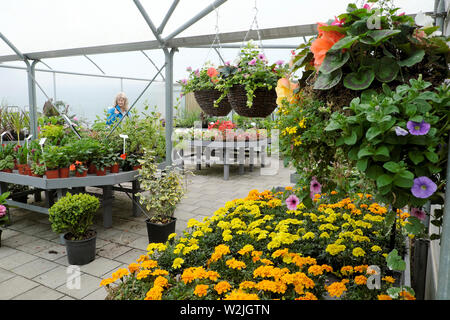 Giardino interno shop calendula piante, fiori in vaso e nei cestini appesi in vendita in estate a Bute Park Cardiff Wales UK KATHY DEWITT Foto Stock