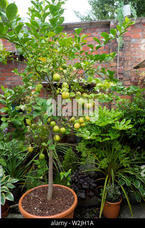 Limoneto che cresce in una pentola di terracotta con varietà di altre piante in pentole in cortile protetto fuori Bute Park Cardiff Galles UK KATHY DEWITT Foto Stock