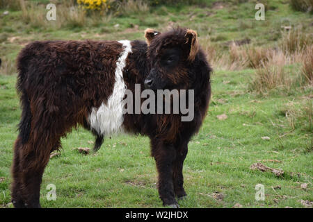 Carino belted galloway vitello sulla brughiera nel Yorkshire. Foto Stock