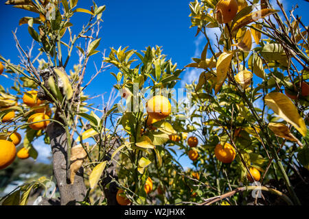 Marbella Themenbild Sommer, Orangen Orangen un einem Orangenbaum vor blauem Himmel bei strahlendem Sonnenschein. Foto Stock