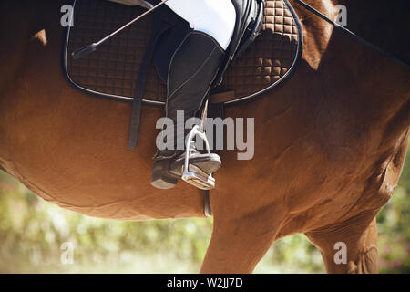 Il pilota si siede a cavallo di un cavallo marrone, mettendo la sua gamba in uno stivale nero nella staffa e tenendo una frusta in mano. Essi sono illuminate dal sole Foto Stock