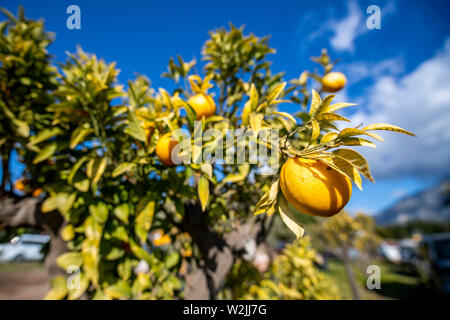 Marbella Themenbild Sommer, Orangen Orangen un einem Orangenbaum vor blauem Himmel bei strahlendem Sonnenschein. Foto Stock