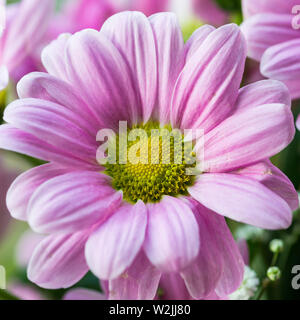 Una ripresa macro di un crisantemo rosa bloom con un centro verde. Foto Stock