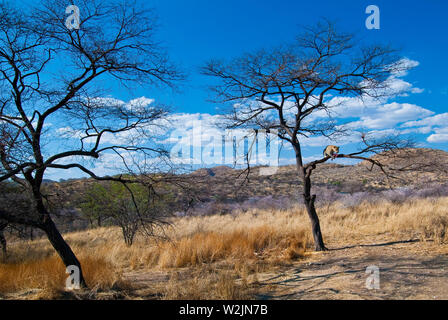 La Namibia Vingerclip Foto Stock