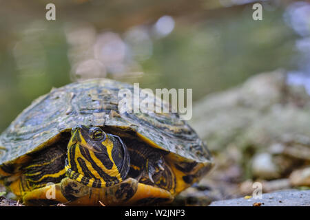 Macro immagine della Trachemys scripta, american tartaruga palustre Foto Stock