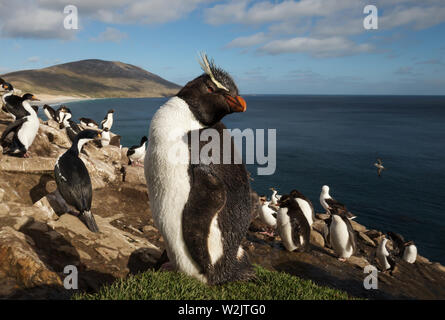 Close up di un pinguino saltaroccia (Eudyptes chrysocome) in piedi in un gruppo di pinguini e cormorani imperiali su una zona costiera delle Isole Falkland. Foto Stock
