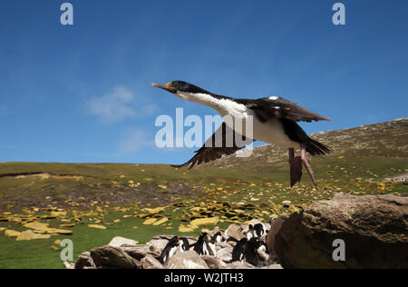 Close-up di un Imperiale shag (Leucocarbo atriceps) in volo, Isole Falkland. Foto Stock