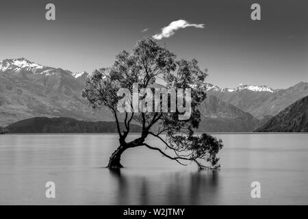 L'iconico "Lone Tree" nel lago, lago Wanaka, Regione di Otago, Isola del Sud, Nuova Zelanda Foto Stock