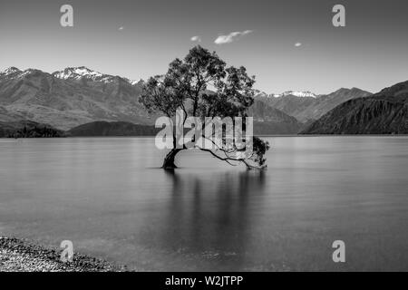 L'iconico "Lone Tree" nel lago, lago Wanaka, Regione di Otago, Isola del Sud, Nuova Zelanda Foto Stock