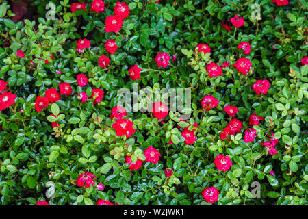 Poco della Cina è salito in casa giardino anteriore Foto Stock