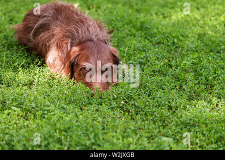 Un cane da caccia di una razza di drathaar sdraiati sull'erba verde Foto Stock