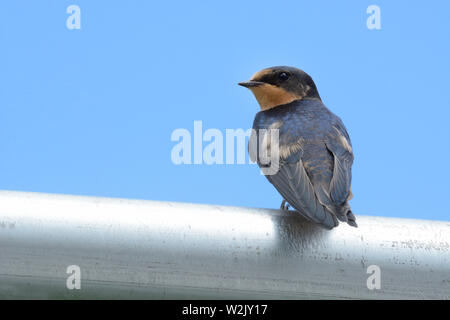 Fauna urbana di barn swallow o Hirundo rustica appollaiato sulla catena collegamento recinto contro sky Foto Stock
