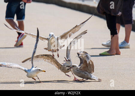 I capretti Europeo di gabbiani reali (Larus argentatus) lotta per sfridi / avanzi di turisti alla stazione balneare Foto Stock