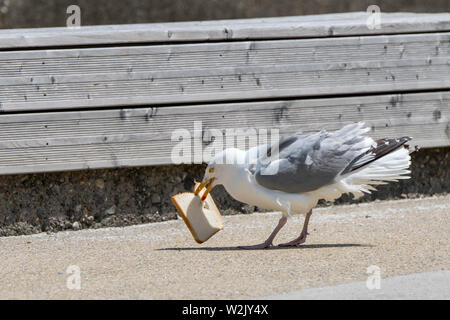 Aringa europea gabbiano (Larus argentatus) mangiando grandi pezzo di pane in località balneare lungo la costa del Mare del Nord Foto Stock