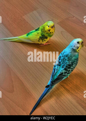 Due budgies sta cercando a destra a lei seduta sul pavimento in legno Foto Stock