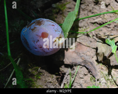 Close up infette di prugna, Monilia laxa (Monilinia laxa) infestazione Foto Stock