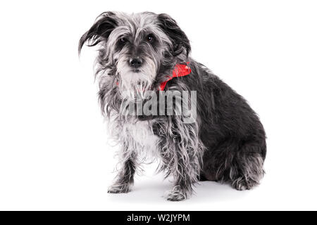 Adozione animale concetto. Il vecchio concetto di animale. Salvataggio concetto del cane. Simpatici Terrier Irlandesi cane con un nastro rosso, isolato su sfondo bianco. Foto Stock