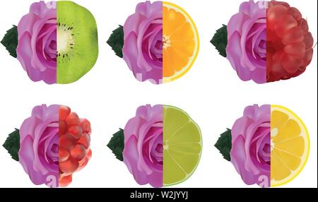 Frutta e viola rose. Lime, limone, melograno, lampone, kiwi, arancione con rose. 3d illustrazione vettoriale. Frutta con rose. Illustrazione Vettoriale