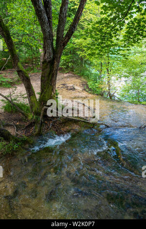 Pura acqua fresca di un ruscello di scomparire in un buco nel terreno al di sotto di un albero nella foresta presso il Parco Nazionale dei Laghi di Plitvice in Croazia Foto Stock