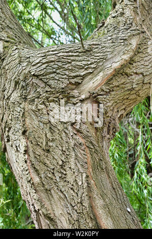 West Sussex, in Inghilterra, Regno Unito. Chiusura del tronco di un vecchio salice piangente tree (Salix babylonica). Corteccia di salice produce una sostanza simile a aspirina Foto Stock