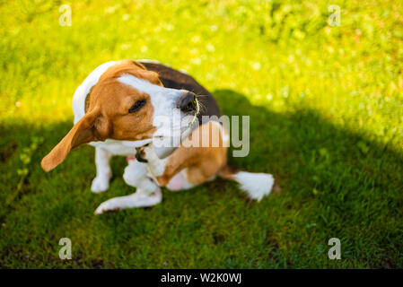 Cane Beagle graffiare se stesso nel giardino. Cane su erba in ombra. Rush cutaneo concept Foto Stock