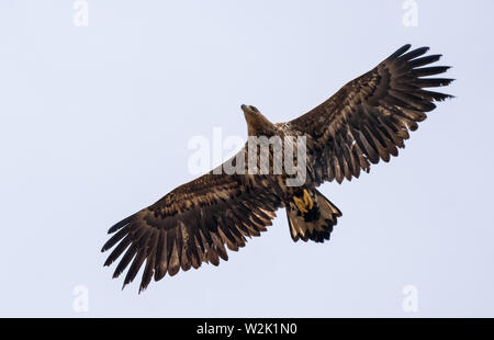 Young White-tailed eagle vola in cielo con ampia distesa ali e la coda Foto Stock