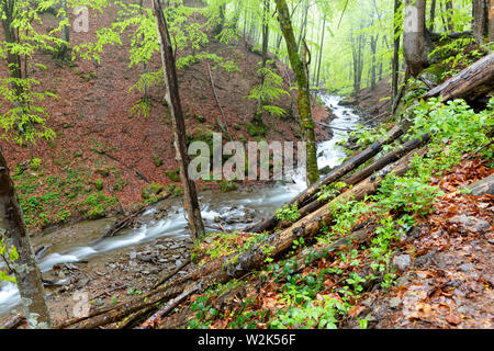 Il fiume di montagna supera i detriti della foresta e le rapide di pietra che scorre lungo il pendio di una piovosa primavera umida foresta. Foto Stock