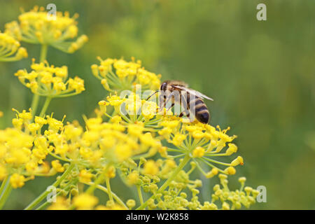 Il miele delle api su un giallo fiore di finocchio, sfondo verde Foto Stock