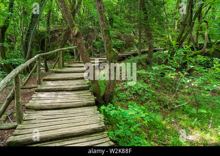 Passerella in legno che conduce attraverso la densa foresta presso il Parco Nazionale dei Laghi di Plitvice in Croazia Foto Stock