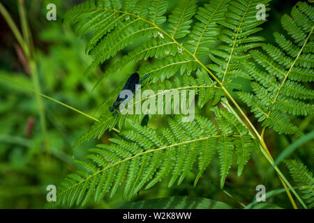 Colore azzurrognolo dragonfly seduta sul congedo di una felce presso il Parco Nazionale dei Laghi di Plitvice in Croazia Foto Stock