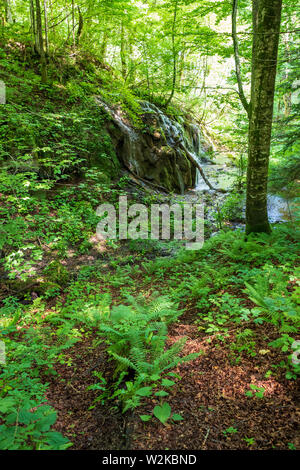 Piccolo ruscello che scorre attraverso il deserto incontaminato nel profondo della foresta densa presso il Parco Nazionale dei Laghi di Plitvice in Croazia Foto Stock