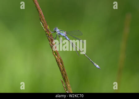 Una scarsa Damselfly Smeraldo, Lestes dryas, in estate il sole. Foto Stock