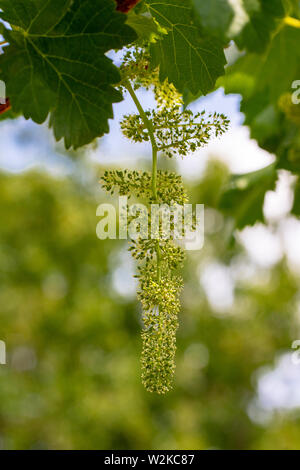 Fiorente vite con piccoli acini di uva. Verde giovane rami d'uva nella vigna in primavera. Spagna Foto Stock