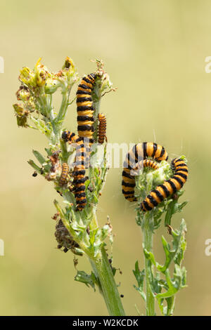 Il cinabro moth bruchi (Tyria jacobaeae larve) alimentazione sulla comune erba tossica di fiori selvaggi (Jacobaea vulgaris), Regno Unito Foto Stock