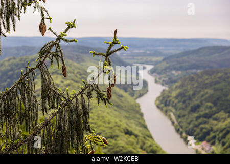 Appendere i coni di pino con la Saar in background Foto Stock